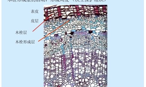 紫罗兰功效与作用网 - 紫罗兰的功效与作用及禁,紫罗兰的功效与作用及食用方法
