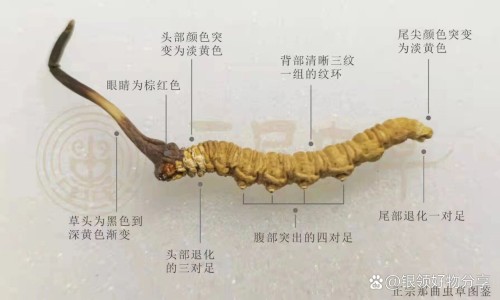 紫罗兰功效与作用网 - 紫罗兰的功效与作用及禁,紫罗兰的功效与作用及食用方法